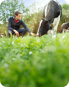 Young male farmer taking care of a cow in a green grass field.
