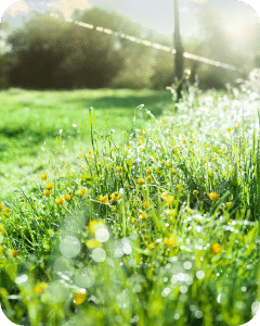 Green grass and yellow flowers landscape with sun.
